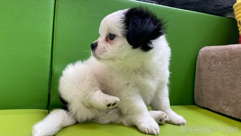 成約済の兵庫県のチワワ(ロングコート)-322228の6枚目